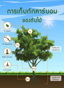 โปสเตอร์ การกักเก็บคาร์บอนของต้นไม้ Image 1